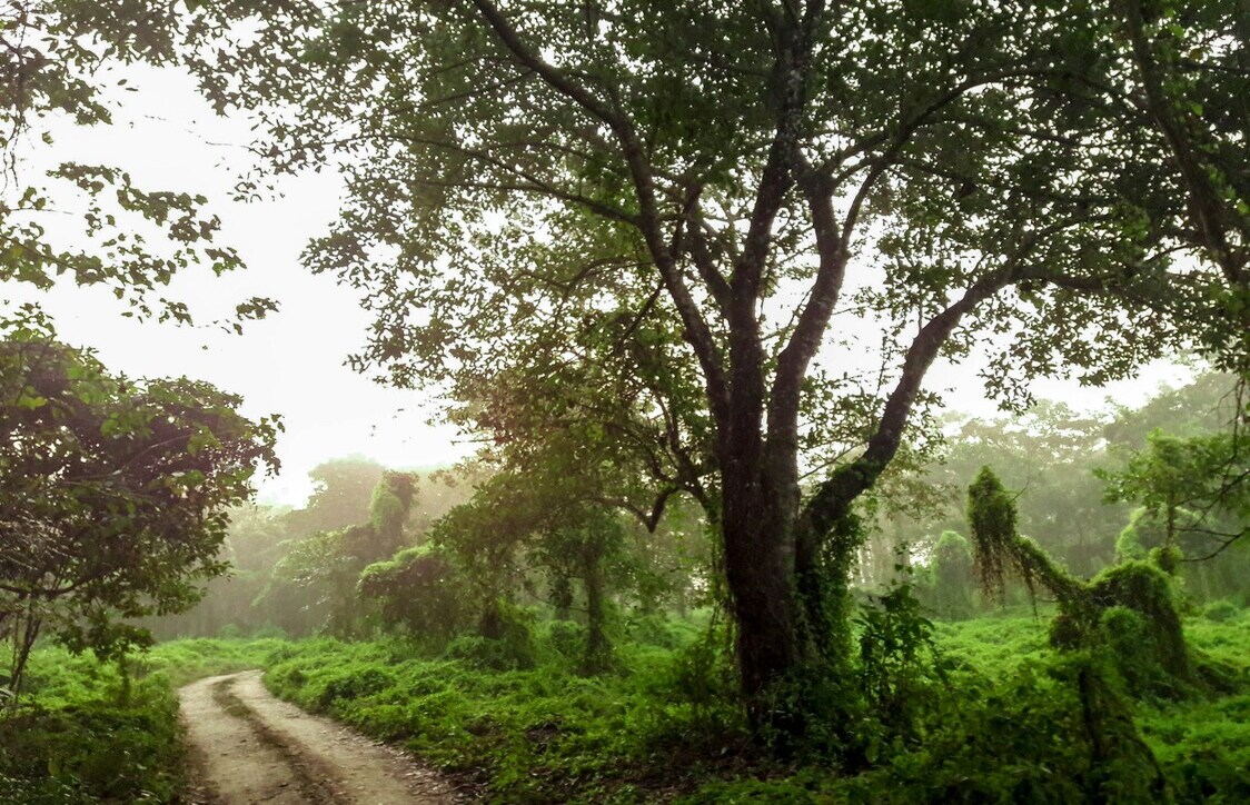 chitwan park nepal, chitwan nepal, Kathmandu tourist sites, 